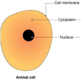Animal Cells - Revision For Science ©